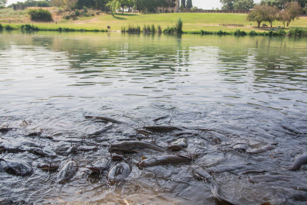 Catfish swimming in a pond, with a grassy landscape in the background.