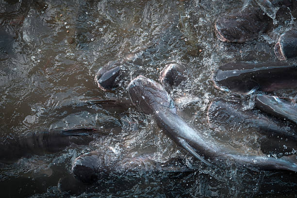 A group of catfish feeding at the surface of the water.