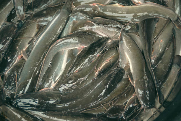 A close-up of harvested catfish in a container.