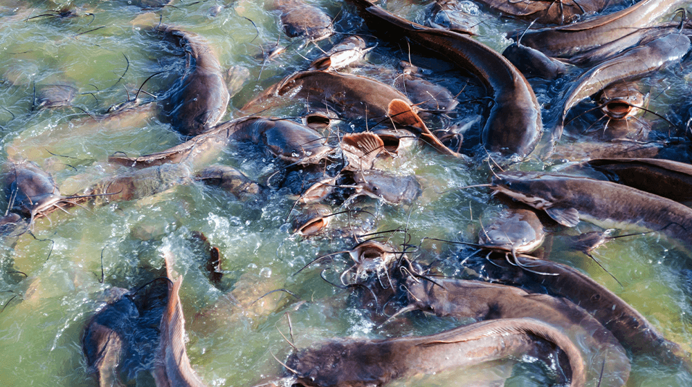 Catfish crowded at the surface of a pond, feeding.