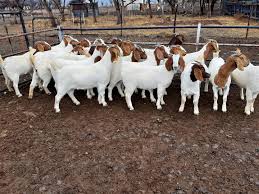 A group of healthy goats standing together in a fenced-in pen.