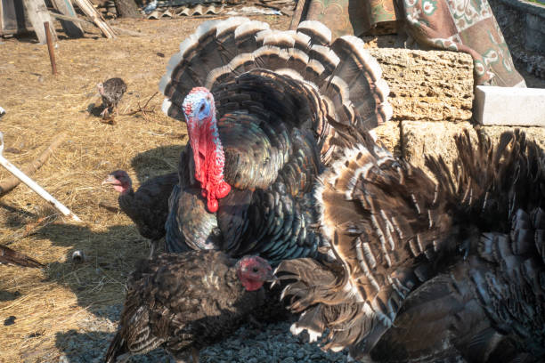 A magnificent turkey with its feathers fanned out.